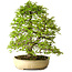 Carpinus coreana, 57 cm, ± 25 anni, con nebari di 16 cm