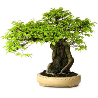 Carpinus coreana, 47 cm, ± 40 jaar oud