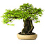 Carpinus coreana, 47 cm, ± 40 jaar oud