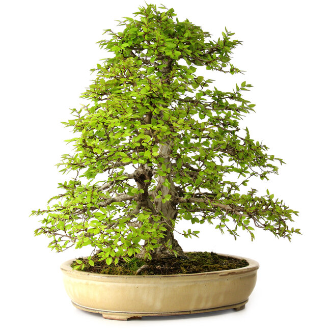 Carpinus coreana, 57 cm, ± 25 años, con un nebari de 16 cm