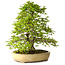 Carpinus coreana, 57 cm, ± 25 Jahre alt, mit einem Nebari von 16 cm