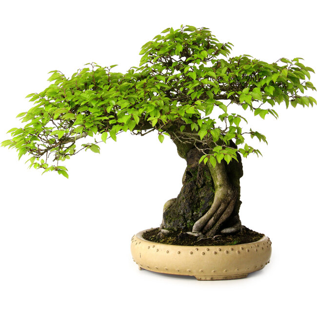 Carpinus coreana, 47 cm, ± 40 anni