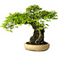 Carpinus coreana, 47 cm, ± 40 anni