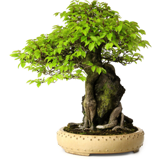 Carpinus coreana, 47 cm, ± 40 años