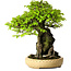 Carpinus coreana, 47 cm, ± 40 jaar oud