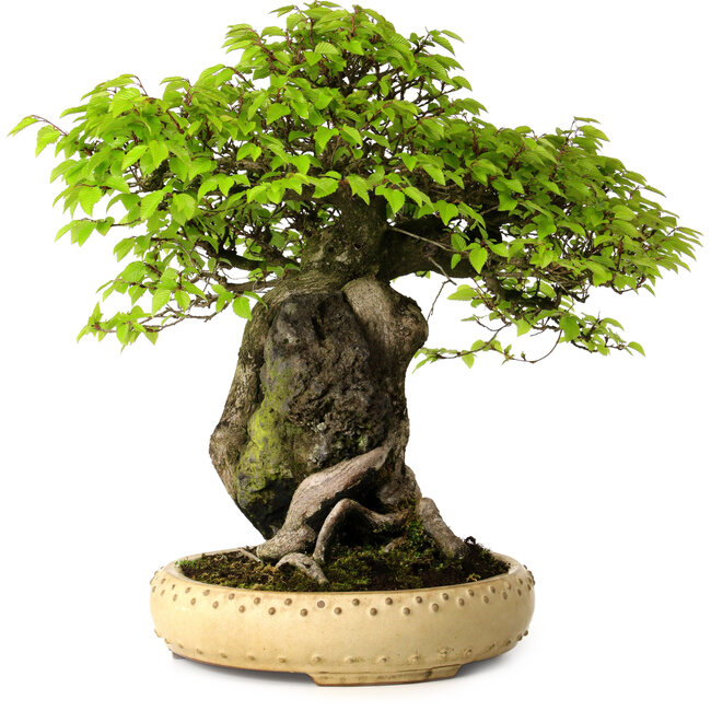 Carpinus coreana, 47 cm, ± 40 años