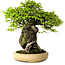 Carpinus coreana, 47 cm, ± 40 Jahre alt