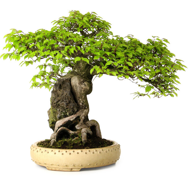 Carpinus coreana, 47 cm, ± 40 jaar oud