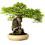 Carpinus coreana, 47 cm, ± 40 Jahre alt