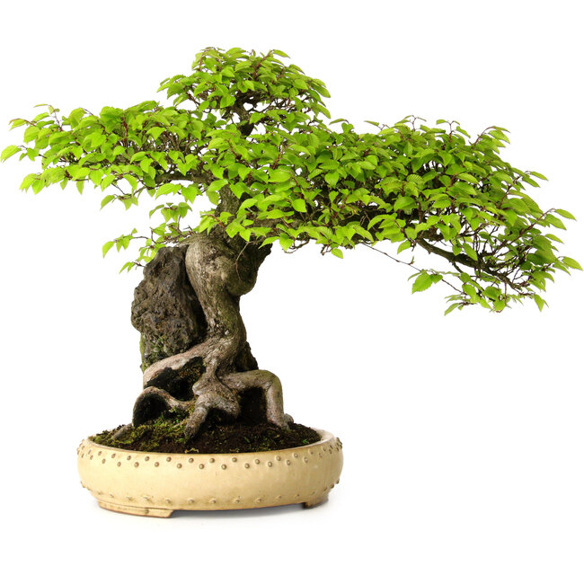 Carpinus coreana, 47 cm, ± 40 ans
