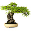 Carpinus coreana, 47 cm, ± 40 ans