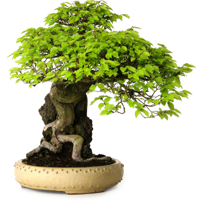 Carpinus coreana, 47 cm, ± 40 anni