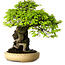 Carpinus coreana, 47 cm, ± 40 anni