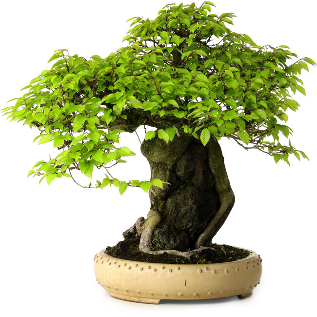 Carpinus coreana, 47 cm, ± 40 años