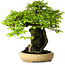 Carpinus coreana, 47 cm, ± 40 anni