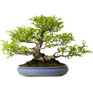Carpinus coreana, 39 cm, ± 30 jaar oud