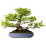 Carpinus coreana, 39 cm, ± 30 Jahre alt, mit einem Nebari von 20 cm