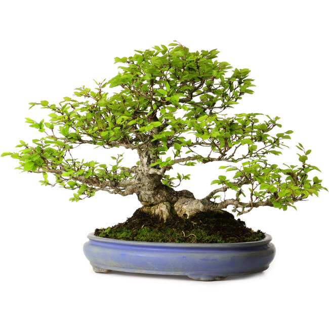 Carpinus coreana, 39 cm, ± 30 Jahre alt, mit einem Nebari von 20 cm