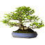 Carpinus coreana, 39 cm, ± 30 Jahre alt, mit einem Nebari von 20 cm