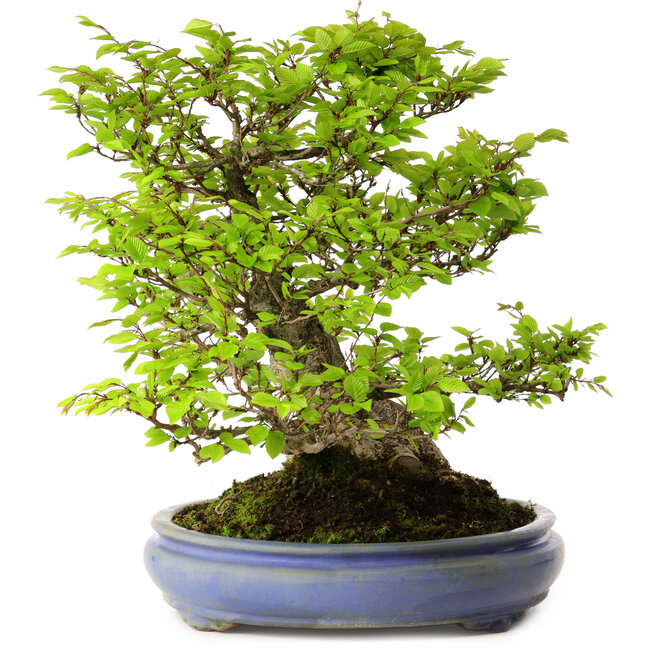 Carpinus coreana, 39 cm, ± 30 years old, with a nebari of 20 cm