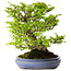 Carpinus coreana, 39 cm, ± 30 Jahre alt, mit einem Nebari von 20 cm