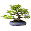 Carpinus coreana, 39 cm, ± 30 ans, avec un nebari de 20 cm