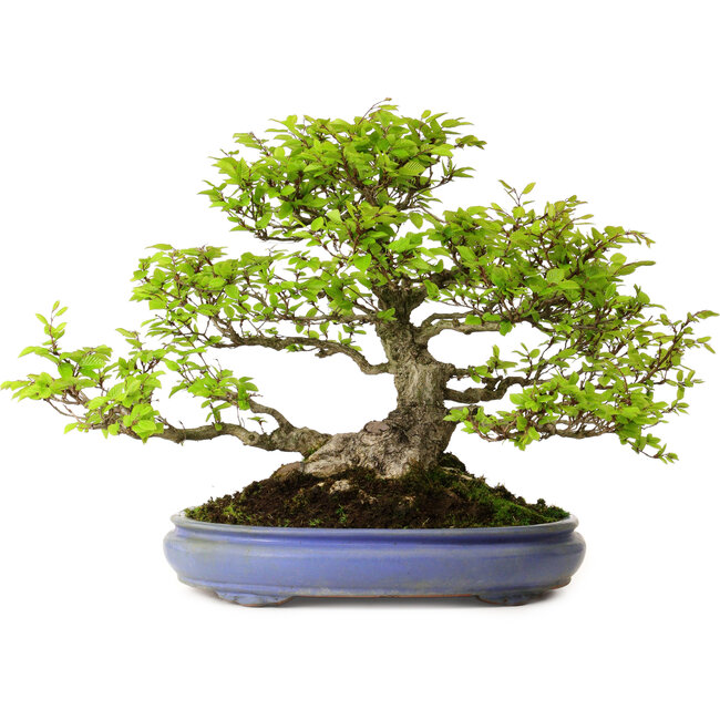 Carpinus coreana, 39 cm, ± 30 años, con un nebari de 20 cm