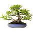 Carpinus coreana, 39 cm, ± 30 ans, avec un nebari de 20 cm