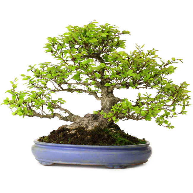Carpinus coreana, 39 cm, ± 30 anni, con nebari di 20 cm