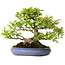 Carpinus coreana, 39 cm, ± 30 anni, con nebari di 20 cm