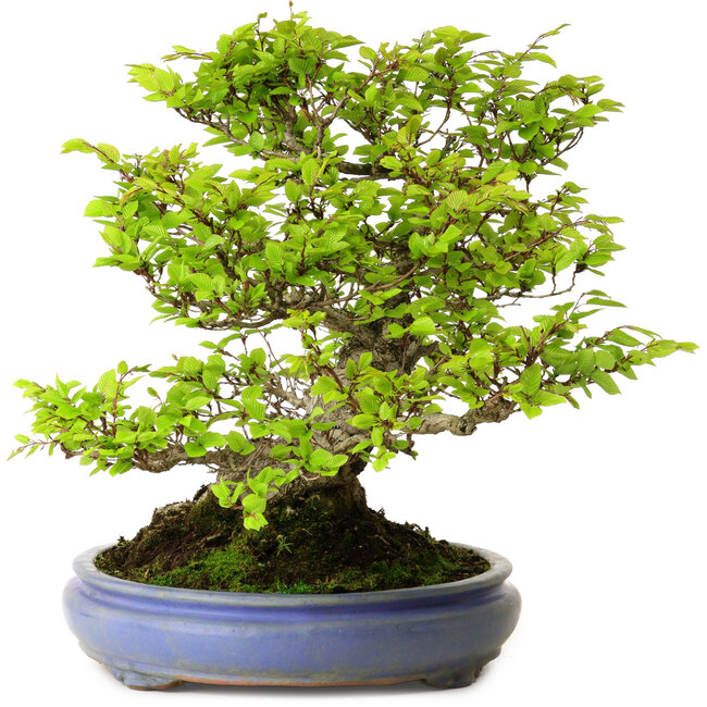 Carpinus coreana, 39 cm, ± 30 anni, con nebari di 20 cm