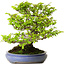 Carpinus coreana, 39 cm, ± 30 anni, con nebari di 20 cm