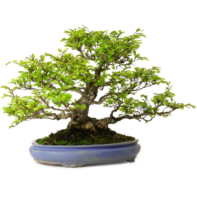 Carpinus coreana, 39 cm, ± 30 years old, with a nebari of 20 cm
