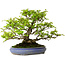Carpinus coreana, 39 cm, ± 30 anni, con nebari di 20 cm