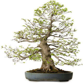 Carpinus coreana, 80 cm, ± 30 Jahre alt