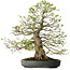 Carpinus coreana, 80 cm, ± 30 ans, avec un nebari de 27 cm