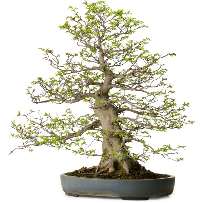 Carpinus coreana, 80 cm, ± 30 Jahre alt, mit einem Nebari von 27 cm