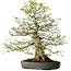 Carpinus coreana, 80 cm, ± 30 años, con un nebari de 27 cm