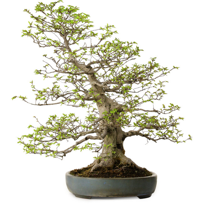 Carpinus coreana, 80 cm, ± 30 años, con un nebari de 27 cm