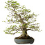 Carpinus coreana, 80 cm, ± 30 ans, avec un nebari de 27 cm