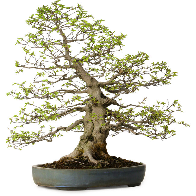 Carpinus coreana, 80 cm, ± 30 anni, con nebari di 27 cm