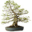 Carpinus coreana, 80 cm, ± 30 años, con un nebari de 27 cm