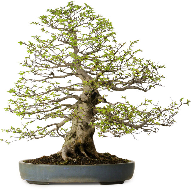 Carpinus coreana, 80 cm, ± 30 anni, con nebari di 27 cm