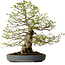 Carpinus coreana, 80 cm, ± 30 anni, con nebari di 27 cm