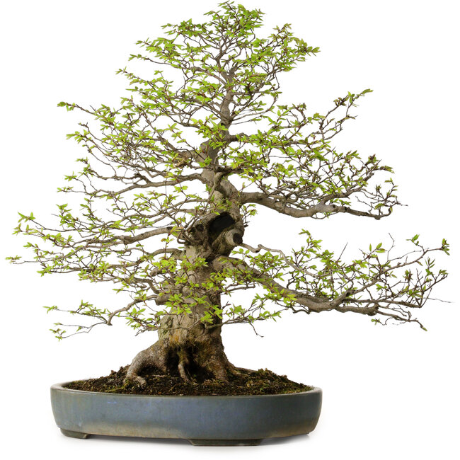 Carpinus coreana, 80 cm, ± 30 ans, avec un nebari de 27 cm