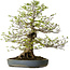 Carpinus coreana, 80 cm, ± 30 años, con un nebari de 27 cm
