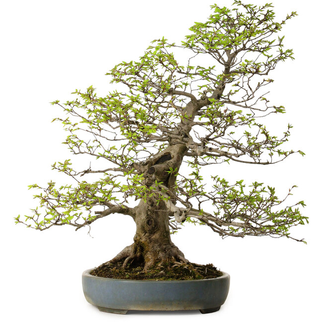 Carpinus coreana, 80 cm, ± 30 años, con un nebari de 27 cm