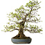 Carpinus coreana, 80 cm, ± 30 Jahre alt, mit einem Nebari von 27 cm