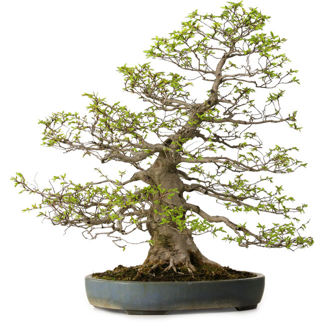 Carpinus coreana, 80 cm, ± 30 ans, avec un nebari de 27 cm