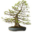 Carpinus coreana, 80 cm, ± 30 ans, avec un nebari de 27 cm